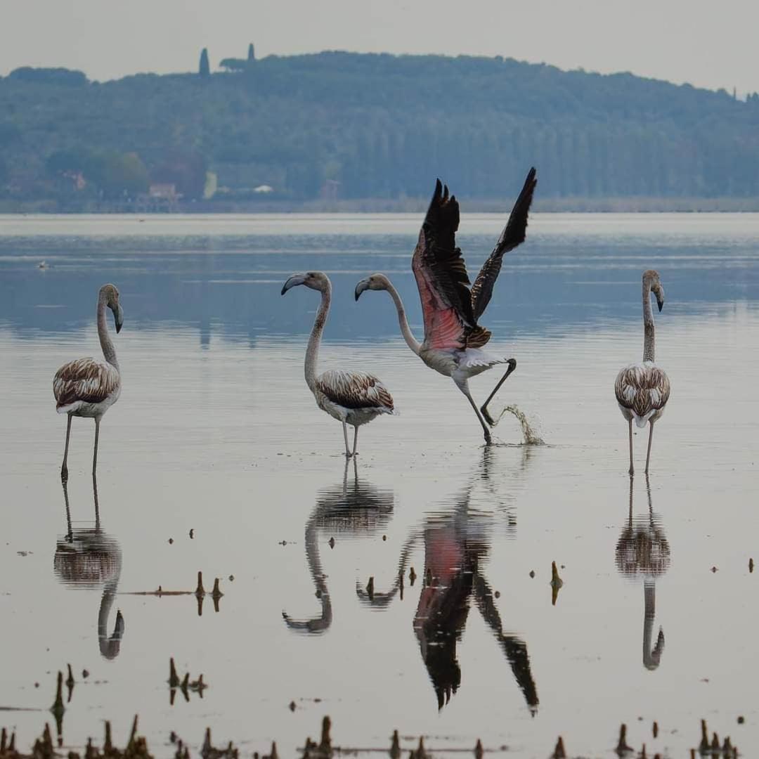 Chalet Sul Trasimeno SantʼArcangelo Eksteriør bilde